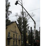 Кронирование деревьев Киев. Обрезка деревьев. Удаление деревьев Киев. фотография