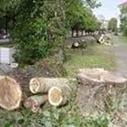 Вырубка деревьев фотография