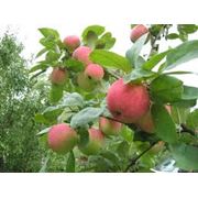 Обрезка плодовых деревьев. Донецк фотография