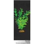 Светящиеся растения : Растение Plant 057 светящееся в темноте, 20 см