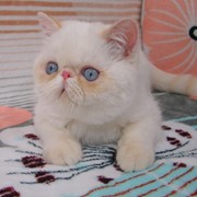 Экзотический котенок (ред-пойнт) фото