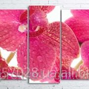 Модульна картина на полотні Рожева орхідея код КМ100200(176)-070 фотография