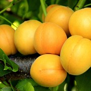 Саженец абрикоса “Цюрупинский“ (ананасный). Крым фото