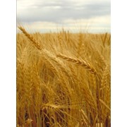Пшеница разноклассовая до 40000т/месяц на экспорт фото