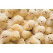 Услуги инкубатора от 10000 шт инкубация птицы инкубация яиц сельскохозяйственной птицы инкубация домашней птицы. фото