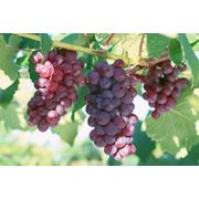 Разработки выращивания винограда