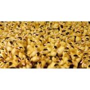 Услуги инкубаторов. Принимаем заказы по инкубированию яиц птицы инкубатор-Универсал-50. Опыт качество. фото