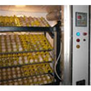 Примем яйца на инкубацию ( до 90 тыс. шт.) фото