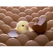 Инкубация яиц всех видов птицы фотография