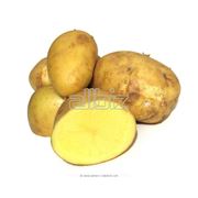 Селекция картофеля фото