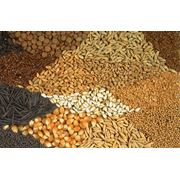 Семена оптом: Пшеница Подсолнечник Рапс Лен для полеводства фотография