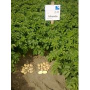 производство семян картофеля фото