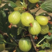 Крыжовник Колобок средний Ribes uva-crispa высота 80-90см