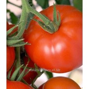 Семена томатов Краснобай F1 фотография