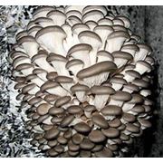 Технология выращивания грибов вешенка от производителя фотография