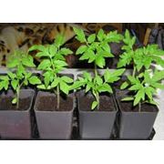 Выращивание и продажа кассетной рассады овощей - помидор перец капуста баклажан (на 2013 год).