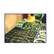 Выращивание под заказ рассады овощей. В разных кассетных емкостях по 96160260. Цены умеренные. фото
