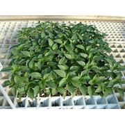 Выращивание и продажа кассетной рассады овощей - помидор перец капуста баклажан (на 2013 год).