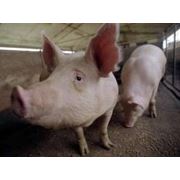 Продажа свиней живым весом фотография