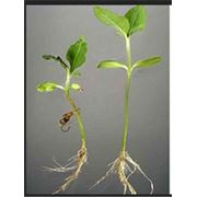 Выбор качественного и здорового растительного материала-семена гибрида подсолнечника. фото