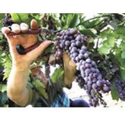 Выращивание разных сортов винограда