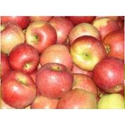 Выращивание яблок под заказ Украина фото