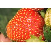 Выращивание рассады клубники малины смородины под заказ фото