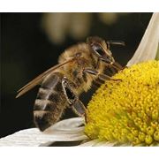 Пчелоопыление сельхоз культур фото