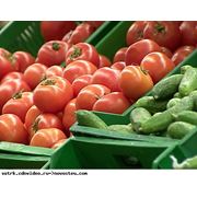 Выращивание овощей: Огурцы Помидоры Баклажаны Кабачки Перец Морковь Картофель Зелень фотография