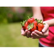 Выращивание ягод с помощью биологически активных средств защиты растений в Одесса Украина.
