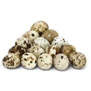 фазаньи яйца фото