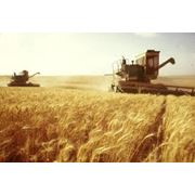 Выращивание зерновых зерна Украина фото