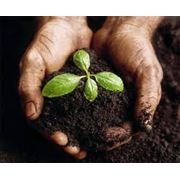 Внесение органических удобрений комплексных удобрений для почвы и растений