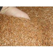Сортировка семян доработка семенного материала зерновых зернобобовых и масличных культур