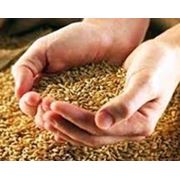 Выращивание зерновых культур на экспорт Украина фото