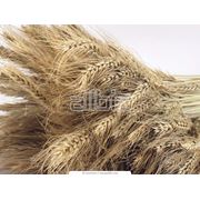 Выращивание зерновых культур фото