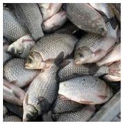 Выращивание товарной рыбы. Продажа рыбы в Украине фото