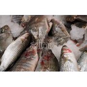 Выращивание и реализация рыбы семейства осетровых Осетр ленский бестер в живом и свежем виде фото