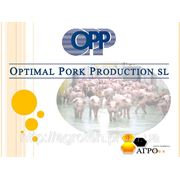Консультационное сопровождение свиноводческих хозяйств фото