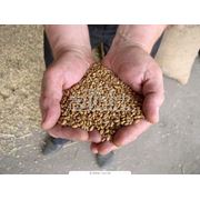 Переработка зерновых на крупу фото