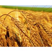 Экспорт пшеницы фото