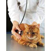 Частная ветеринарная лаборатория в Украине фото