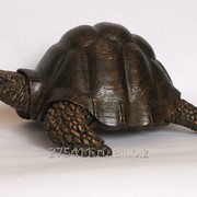 Шкатулка из дуба-черепаха. фото