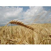 Закупка зерновых культур:пшеницагречиха фото