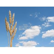 Закупка пшеницы для производства муки фото