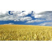 Уборка зерновых уборка зерна 2013 Украина