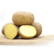 Картофель семенной Каратоп второй репродукции фотография