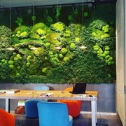 Фитодизайн. Вертикальное озеленение фото