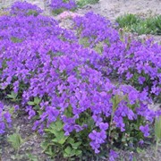Фіалка рогата - багаторічна садова рослина (біла і фіолетова) фотография