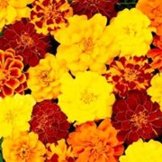 Семена Бархатцы Триплоидные Marigold F1 (tagetes Patula X Erecta) Lemon фото